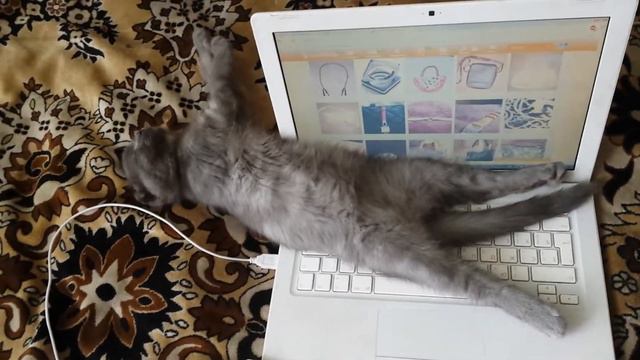 Моя шотландская вислоухая кошка отдыхает) смотреть онлайн