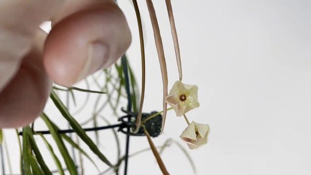 A Visit With Hoya stenophylla смотреть онлайн