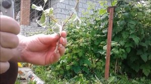 ПРАВИЛА ЧЕРЕНКОВАНИЯ ДЁРЕНА