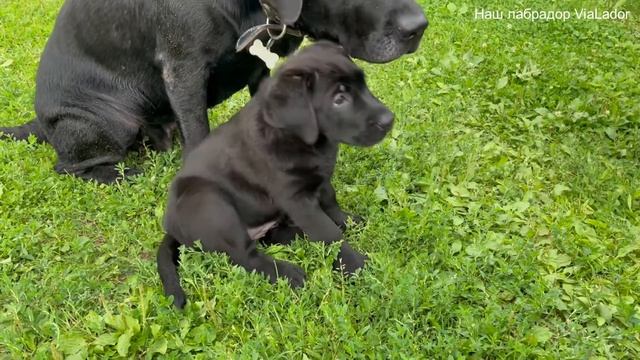 Как научить щенка давать лапу?| Щенки лабрадора 2 месяца (работа в паре)| Наш лабрадор ViaLador смотреть онлайн