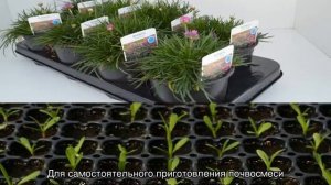 Цветок Армерия — посадка и уход, разновидности