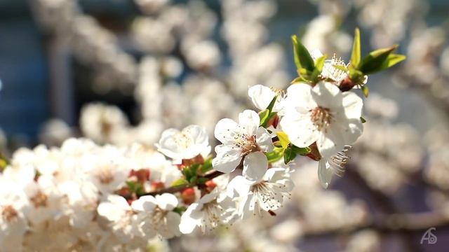 Цветение абрикоса. Саратов. Апрель 2016 смотреть онлайн