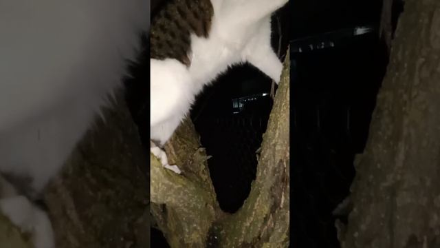 # Барсик# разыгрался# не хочет# идти# домой# смотреть онлайн