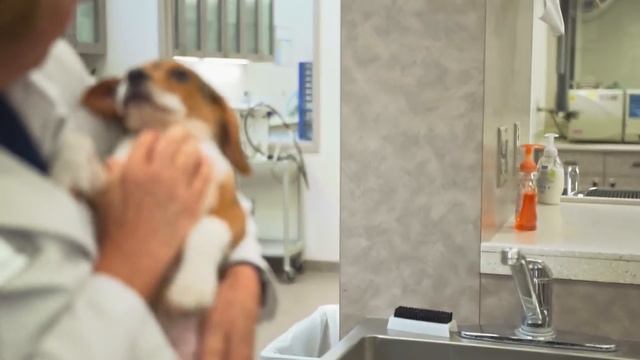 Hill’s® Transforming Lives™| Hill’s Pet Nutrition смотреть онлайн