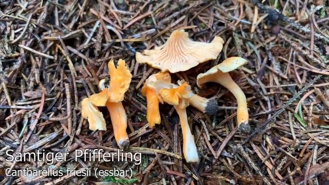 Leistlinge im Pilzjahr 2019 | Verschiedene Pfifferlings-Arten | Kraterellen | Herbsttrompeten смотреть онлайн