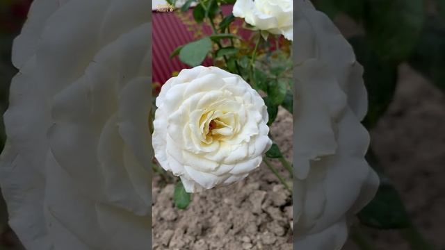 ✿ #shorts • Роза Анастасия • Белые Розы смотреть онлайн