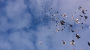 Николаевские голуби Калмыкия осень 2018год