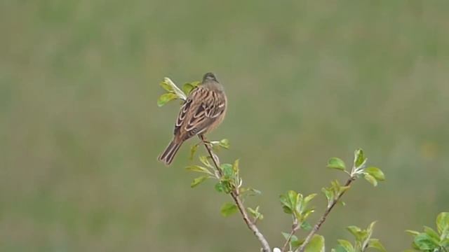 Садовая овсянка (Emberiza hortulana) смотреть онлайн