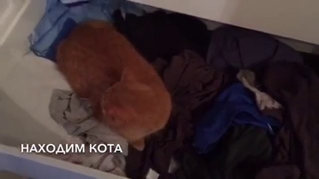 КАК ПОМЫТЬ ПОЛЫ С ПОМОЩЬЮ КОТА 2 смотреть онлайн