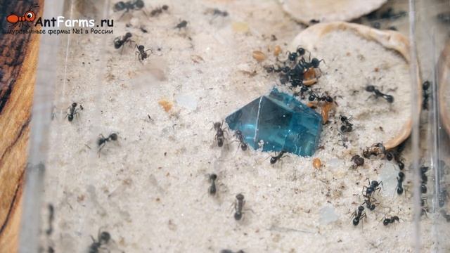 Что будет если оставить муравьиную ферму на 10 дней? смотреть онлайн