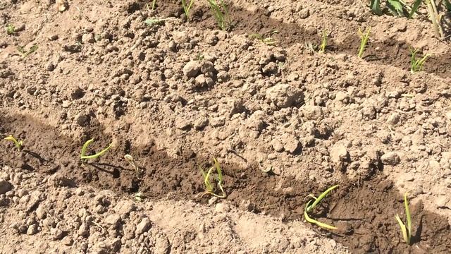 Шагающий Лук живородящий как посадить смотреть онлайн