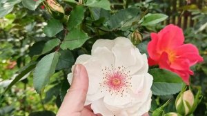 Сравниваем! Розы L'Essile (Massad) и Jacqueline du Pre (Harkness) ?