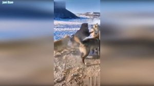 КАВКАЗСКАЯ ОВЧАРКА ПРОТИВ ВОЛКА ! Убийца волков...