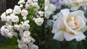 Чайно-гибридные розы. Лучшие сорта роз. Энциклопедия роз