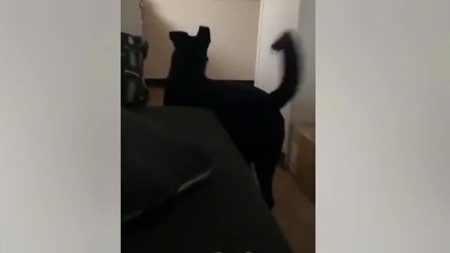 Смешные коты 😻🤪💕 смотреть онлайн