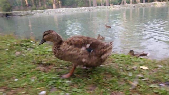 Ручные утки и гуси в Архызе смотреть онлайн