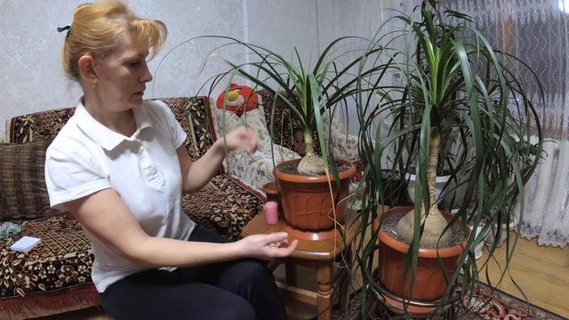 Нолина (или "Слоновая нога" или "Бутылочное дерево") смотреть онлайн