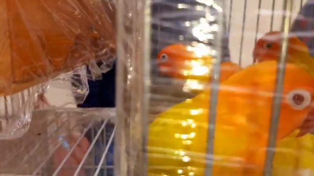 Andijon soy kanareyka to'tiqush bozori // Андижон сой канарейка тотикуш бозори смотреть онлайн