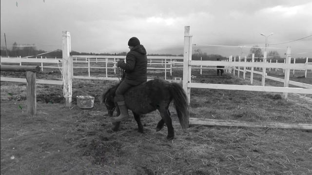 Весёлый понь. Клип