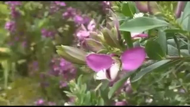 I'm testing my new DCR SR100 смотреть онлайн