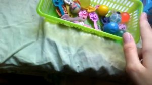 Уборка И Перестановка В Вольере У Сквиши Собачек И Сквиши Котят