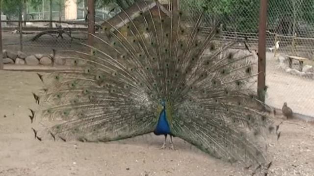 Частный зоопарк рядом с Пушкинским заповедником смотреть онлайн