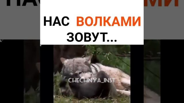 Нас волками зовут смотреть онлайн