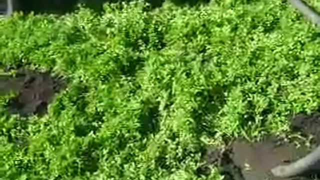 люцерна избавление от крота смотреть онлайн