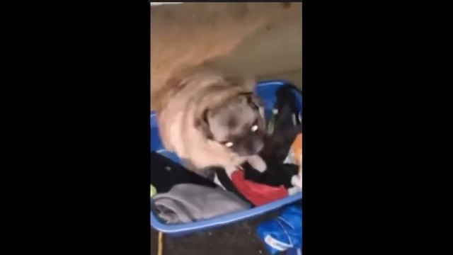 MIATRISS Take Me! (remix ускоренный) мопс танцует не моё! смотреть онлайн