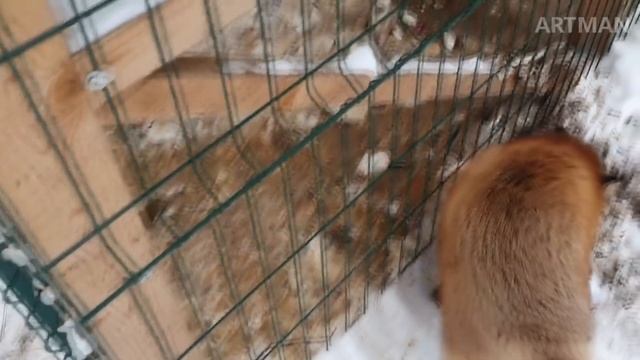 ЛИ СЯО. Алиса - Лиса. ЖЕНИХ АЛИСЫ смотреть онлайн