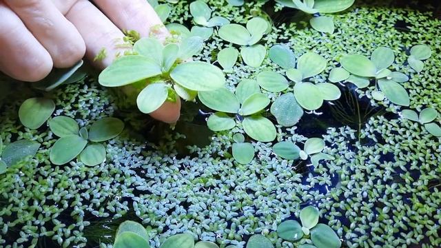 Пистия, аквариумное растение. смотреть онлайн