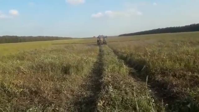 Униклей. Обработка Алтайский край смотреть онлайн