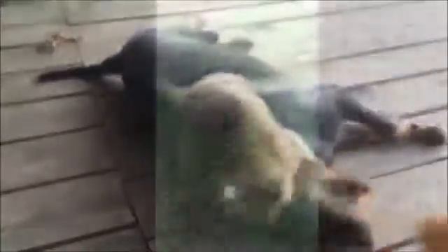 Без енотов мир не мил:))))