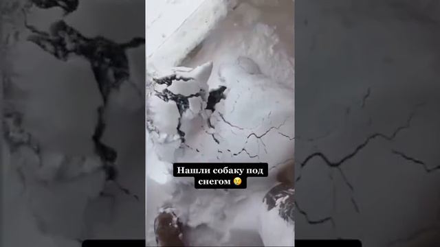 Нашли собаку под снегом смотреть онлайн