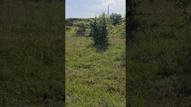 Пышное цветение шиповника! смотреть онлайн