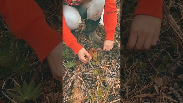 Условно съедобно. Сбор строчков. Первые весенние грибы. смотреть онлайн