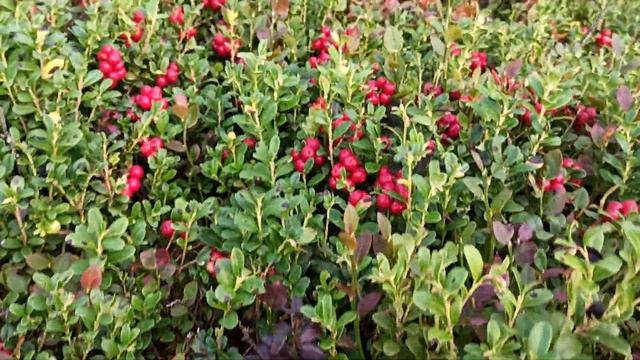 Открываю сезон брусники, где и какую нужно собирать!!! смотреть онлайн