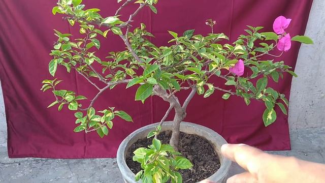 बोगनबेलिया मे जादा फूल कैसे प्राप्त करे ? How to get maximum flowers in bougainvillea.part 2 смотреть онлайн