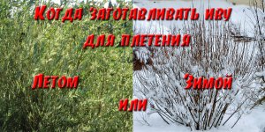 Когда лучше заготавливать(резать) иву для плетения - зимой или летом?