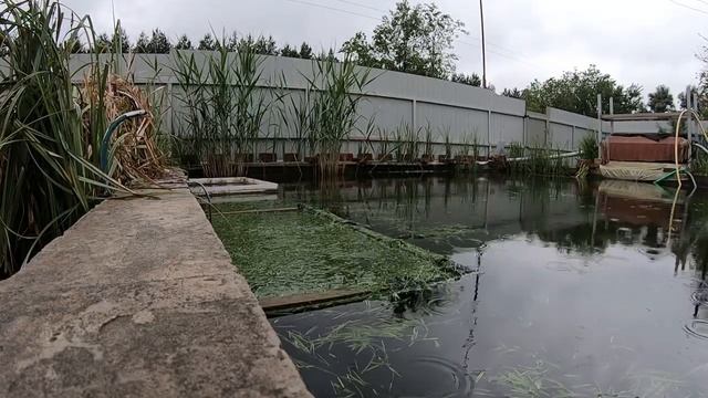 Нерест красноперки смотреть онлайн