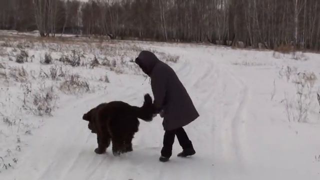 13.12.15. Ньюфы . Папа с сыном гуляют смотреть онлайн