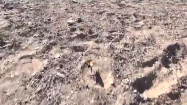 10 Unusual Animals You Won't Believe Are Real