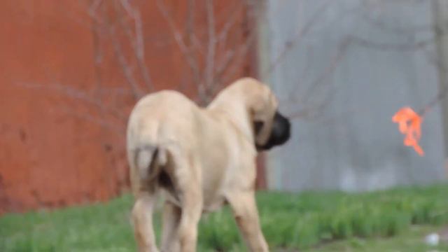 АНГЛИЙСКИЙ МАСТИФ. смотреть онлайн