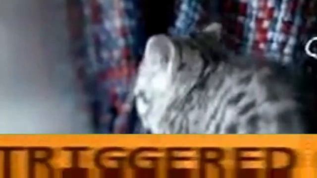 Идеальная реклама Whiskas (RYTP) ENTRY смотреть онлайн