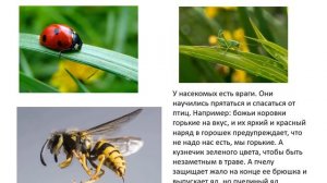 "Насекомые весной"