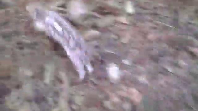 Дике порося в чехії смотреть онлайн