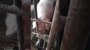 Автопоилки для свиней.Удобно,и быстро.