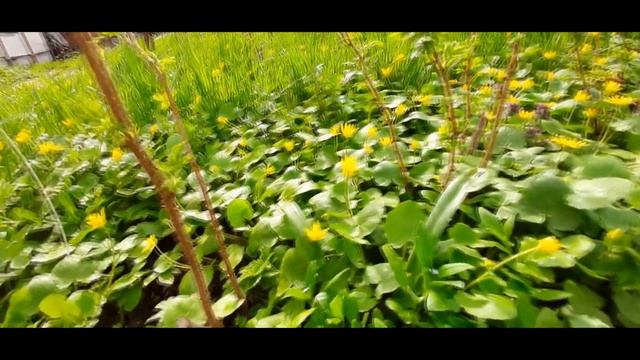 Чистяк весенний. Интересные факты с Ведюшкой. смотреть онлайн