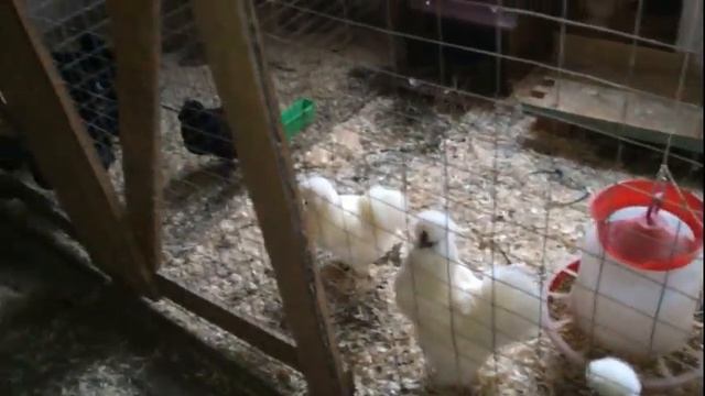 Крапивные веники для кур/Жизнь в деревне смотреть онлайн