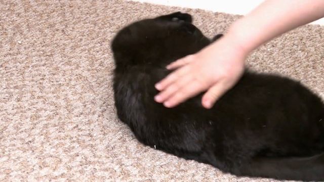 Bombay Cats 101 - Cat Breed And Personality смотреть онлайн